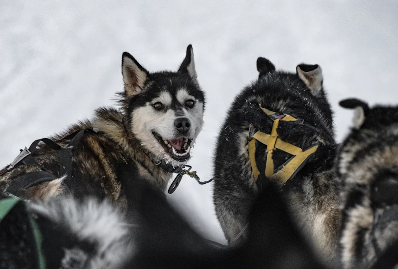 Huskyt vetävät rekeä lumessa