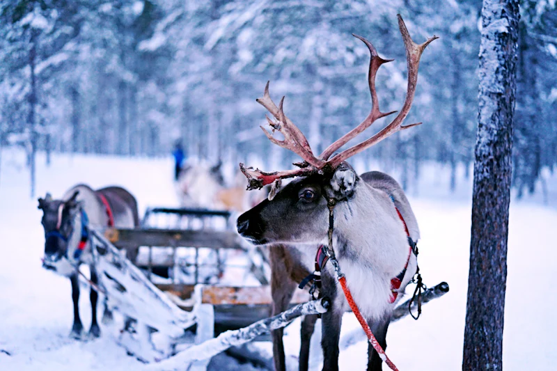 Poro ja reki lumisessa metsässä